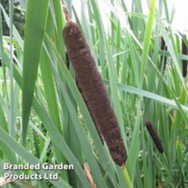 Typha latifolia 'Variegata' (Marginal Aquatic)