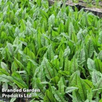 Rumex sanguineus (Marginal Aquatic)