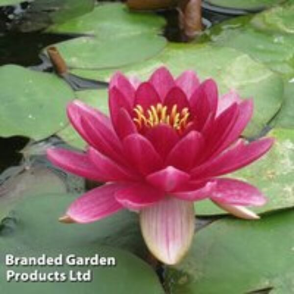 Nymphaea 'Perry's Baby Red' (Deep Water Aquatic)