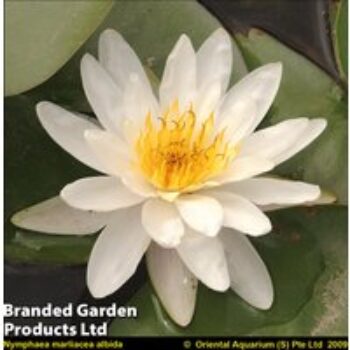 Nymphaea 'Marliacea Albida' (Deep Water Aquatic)