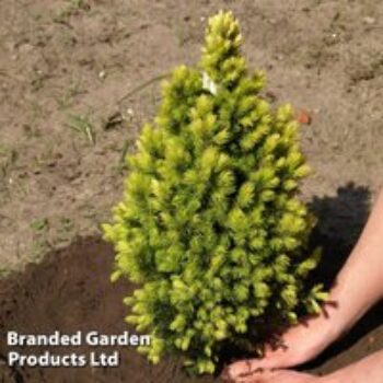 Picea glauca 'Biesenthaler Fruhling'