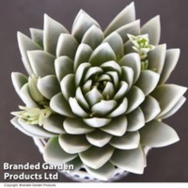 Echeveria 'Miranda Glow In The Dark'