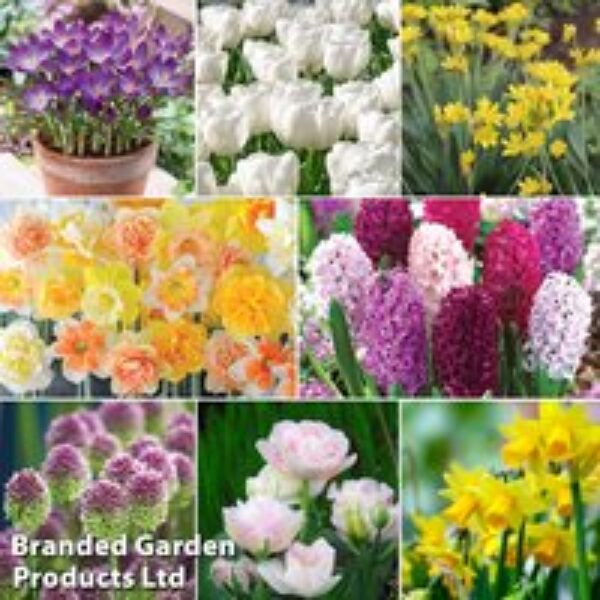 Spring Saver Bulb Collection