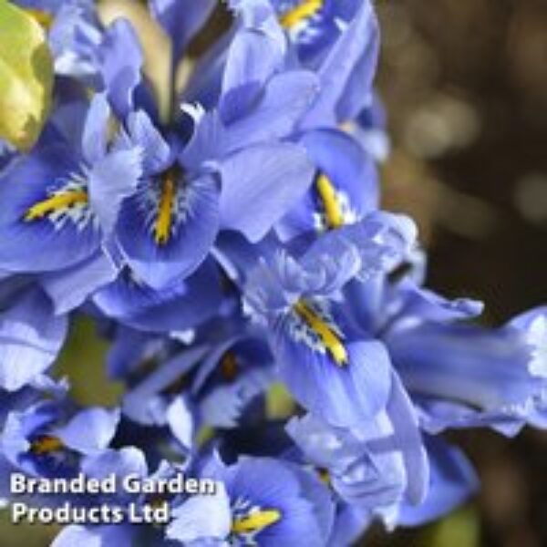 Iris reticulata 'Alida'