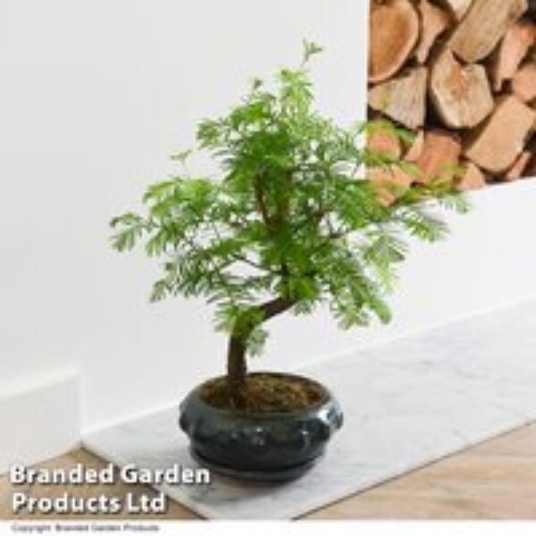 Metasequoia glyptostroboides - Shaped Bonsai