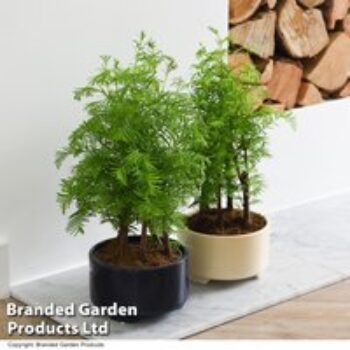 Bonsai Metasequoia Forest Modern Royal