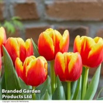 Tulip 'Pride of Europe'