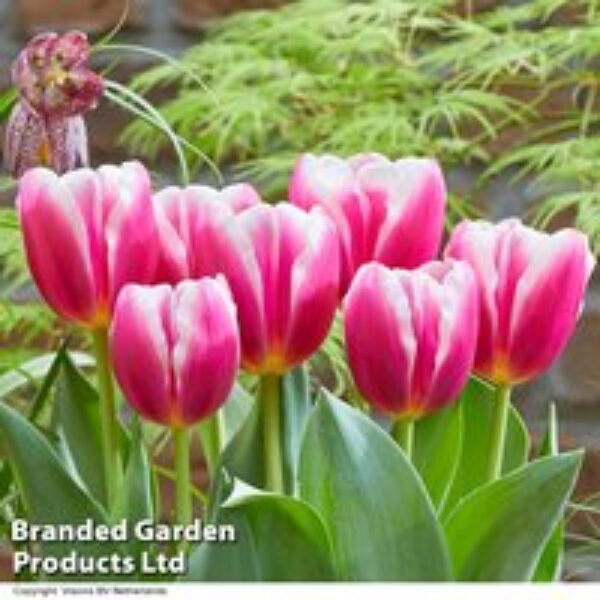 Tulip 'Angels Share'