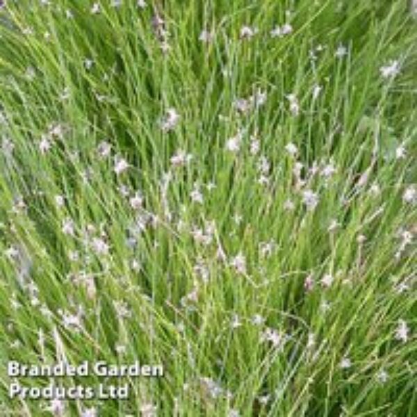 Eleocharis acicularis (Oxygenating Aquatic)