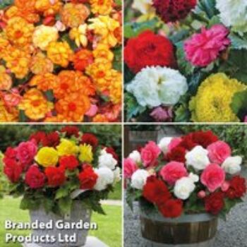 Begonia Summer Saver Collection