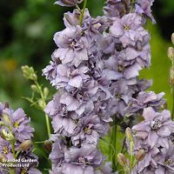 Delphinium consolida 'Misty Lavender' - Seeds