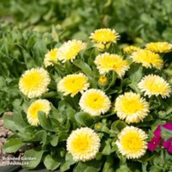 Calendula officinalis 'Double Lemon' - Seeds