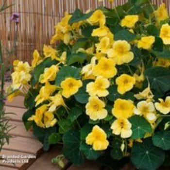 Nasturtium 'Baby Yellow' - Seeds