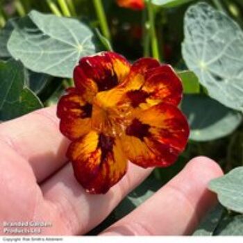 Nasturtium 'Crime Scene' - Seeds