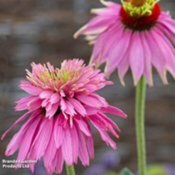 Echinacea purpurea 'Paradiso Super-Duper' - Seeds