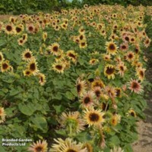 Sunflower 'Astra Rose' - Seeds