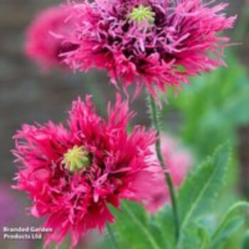 Poppy 'Rose Feathers' - Seeds