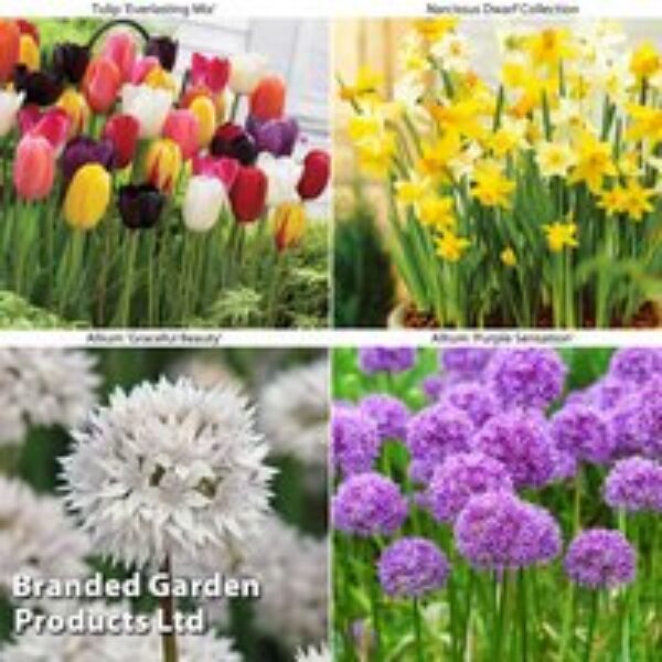 Spring Bulb Patio Bundle