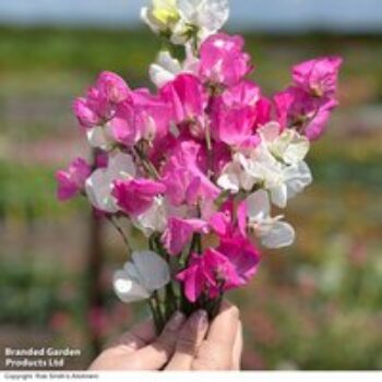 Sweet Pea 'Barbie Mix' - Seeds