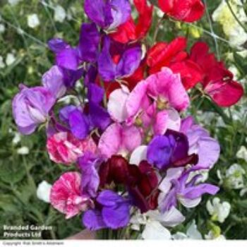 Sweet Pea 'Scentsational Mix' - Seeds