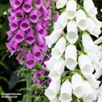 Foxglove 'Monstrosa' - Seeds