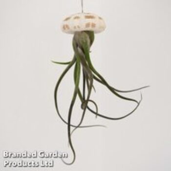 Airplant (Tillandsia) in Sea Urchin