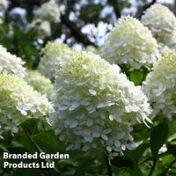 Hydrangea Paniculata 'Limelight'