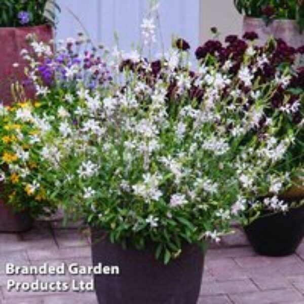 Gaura lindheimeri 'Sparkle White'