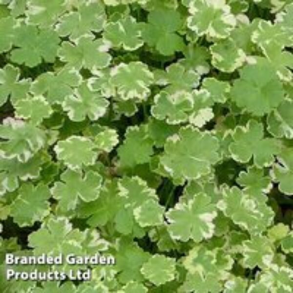 Hydrocotyle sibthorpioides 'Variegata' (Oxygenating Aquatic)