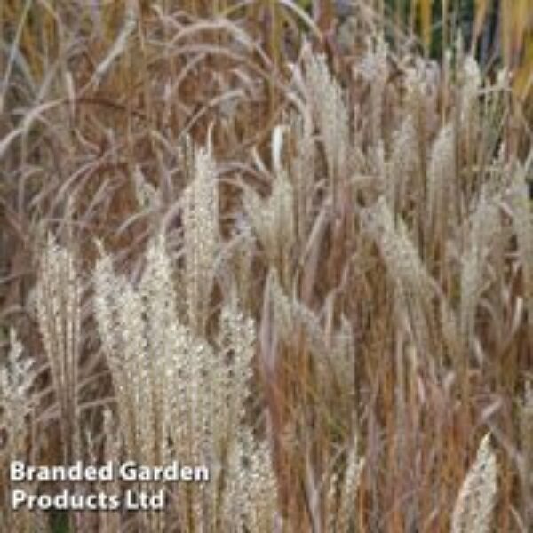 Miscanthus sinensis 'Kleine Silberspinne'