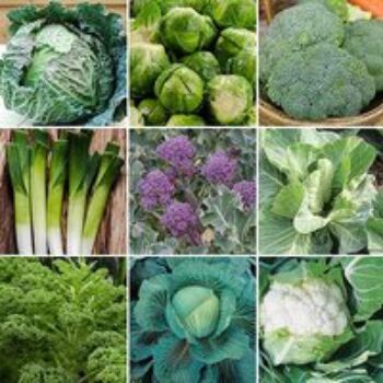 Nurseryman's Choice Vegetables