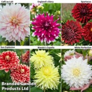 Dahlia 'Dinnerplate Collection'