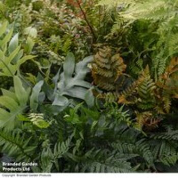 Nurserymans Choice Fern