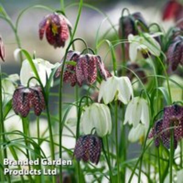 Fritillaria meleagris