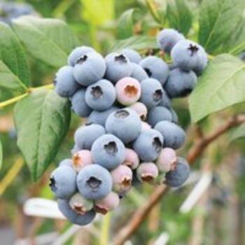 Blueberry 'Powder Blue'