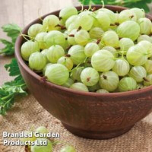 Gooseberry 'Invicta'