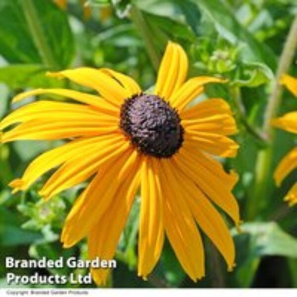 Rudbeckia fulgida var sullivantii 'Goldsturm'