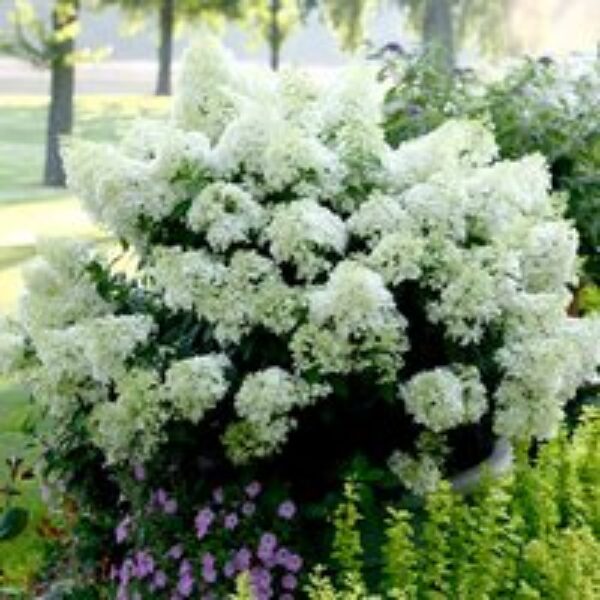 Hydrangea paniculata 'Bobo'