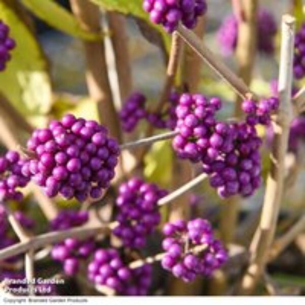 Callicarpa bodinieri var. giraldii 'Profusion'