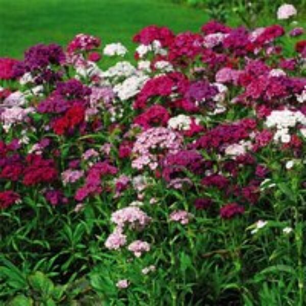 Dianthus barbatus 'Sweet Mixed'