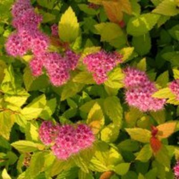 Spiraea japonica 'Magic Carpet'