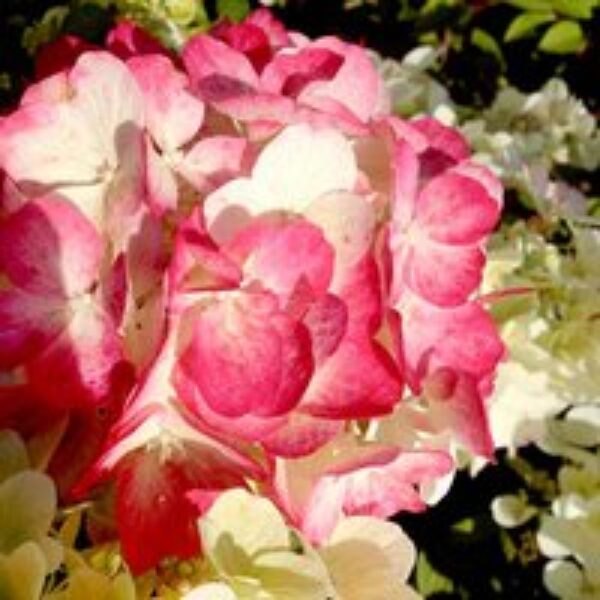 Hydrangea paniculata 'Diamant Rouge'