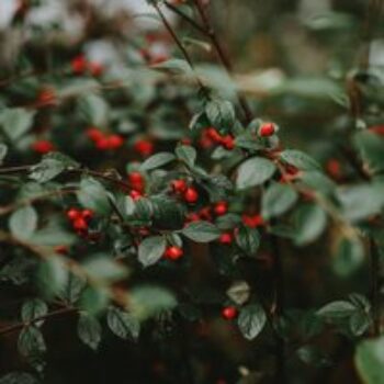 Cotoneaster Franchetii