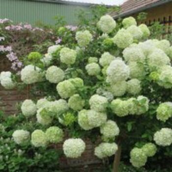 Viburnum macrocephalum 'Happy Fortuna'