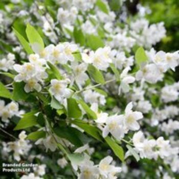 Philadelphus coronarius