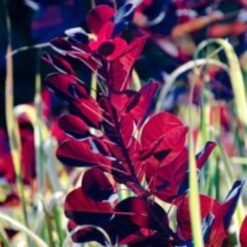 Cotinus 'Grace'