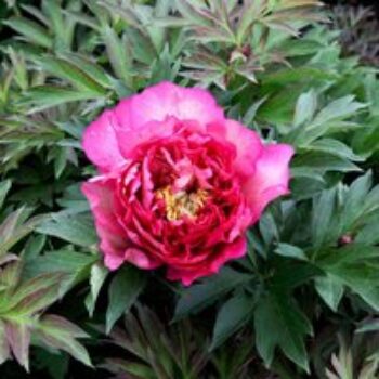 Peony 'Hillary'