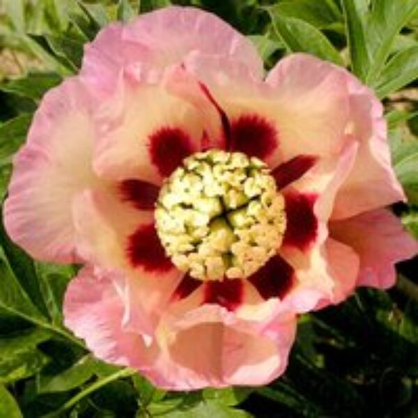 Peony 'Pastel Splendor'