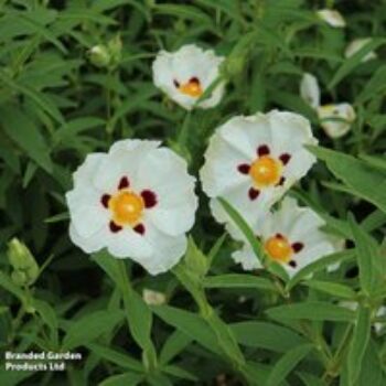 Cistus x purpureus 'Alan Fradd'