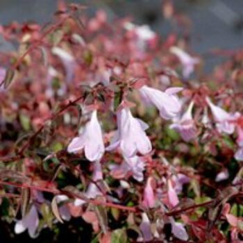 Abelia 'Pinky Bells'